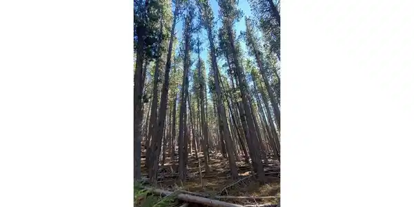 Image 3 Image 3