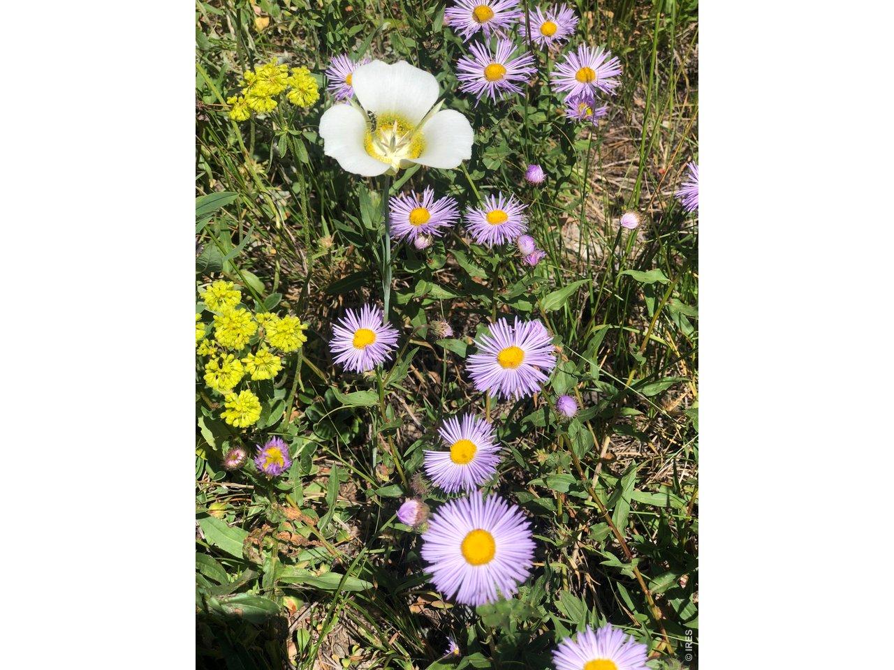 Image 2: Wild Flowers Image 2: Wild Flowers