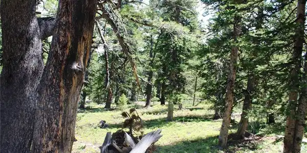 Image 3 Image 3