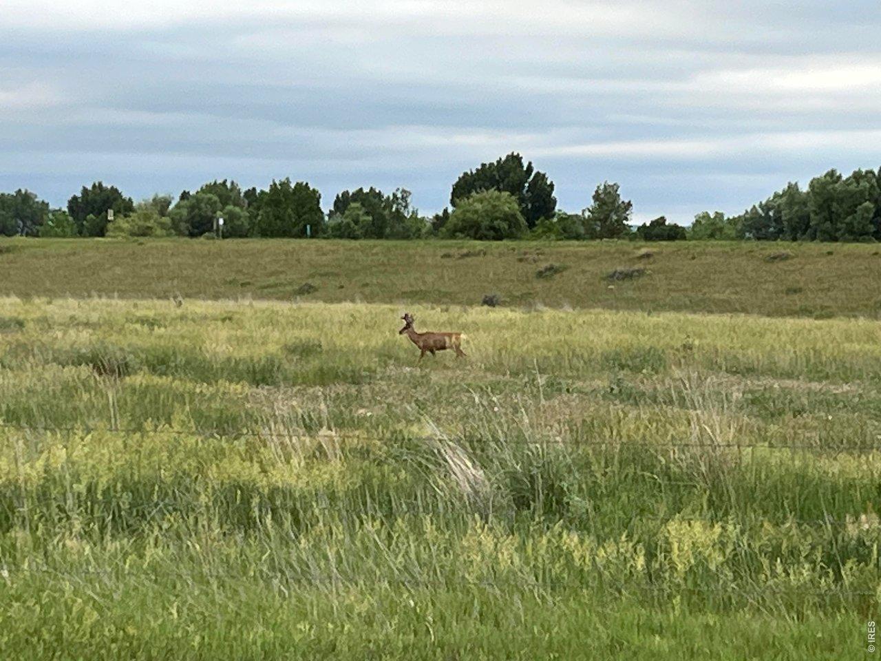 Image 2: Hello Deer Image 2: Hello Deer