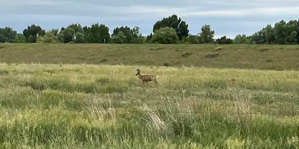 Image 2: Hello Deer Image 2: Hello Deer