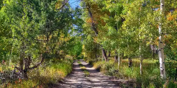 Image 2: Winding driveway entrance through Aspen and Cottonwood grove. Image 2: Winding driveway entrance through Aspen and Cottonwood grove.