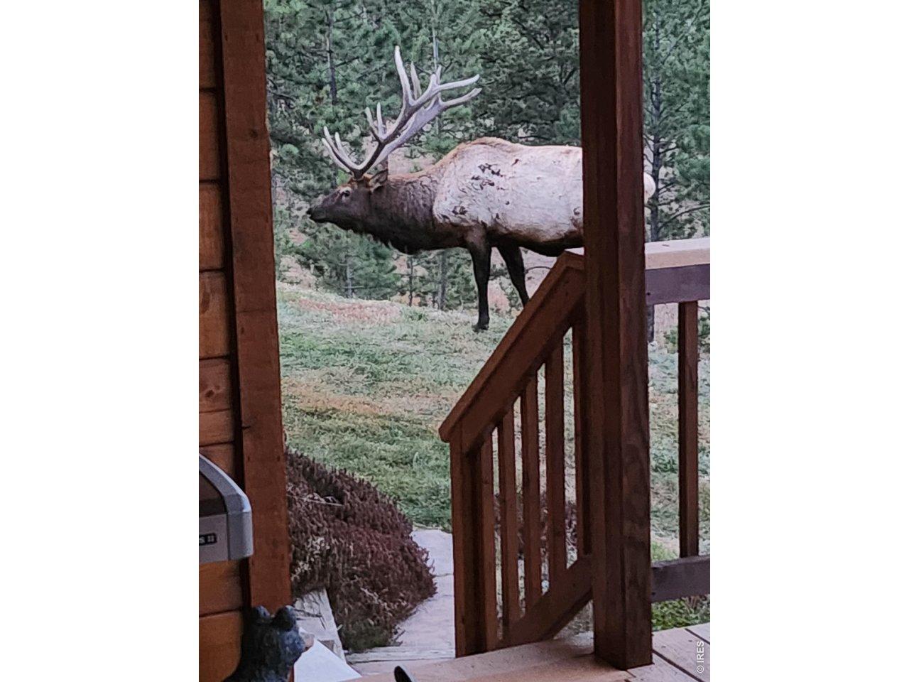 Image 3: Wildlife :) Image 3: Wildlife :)