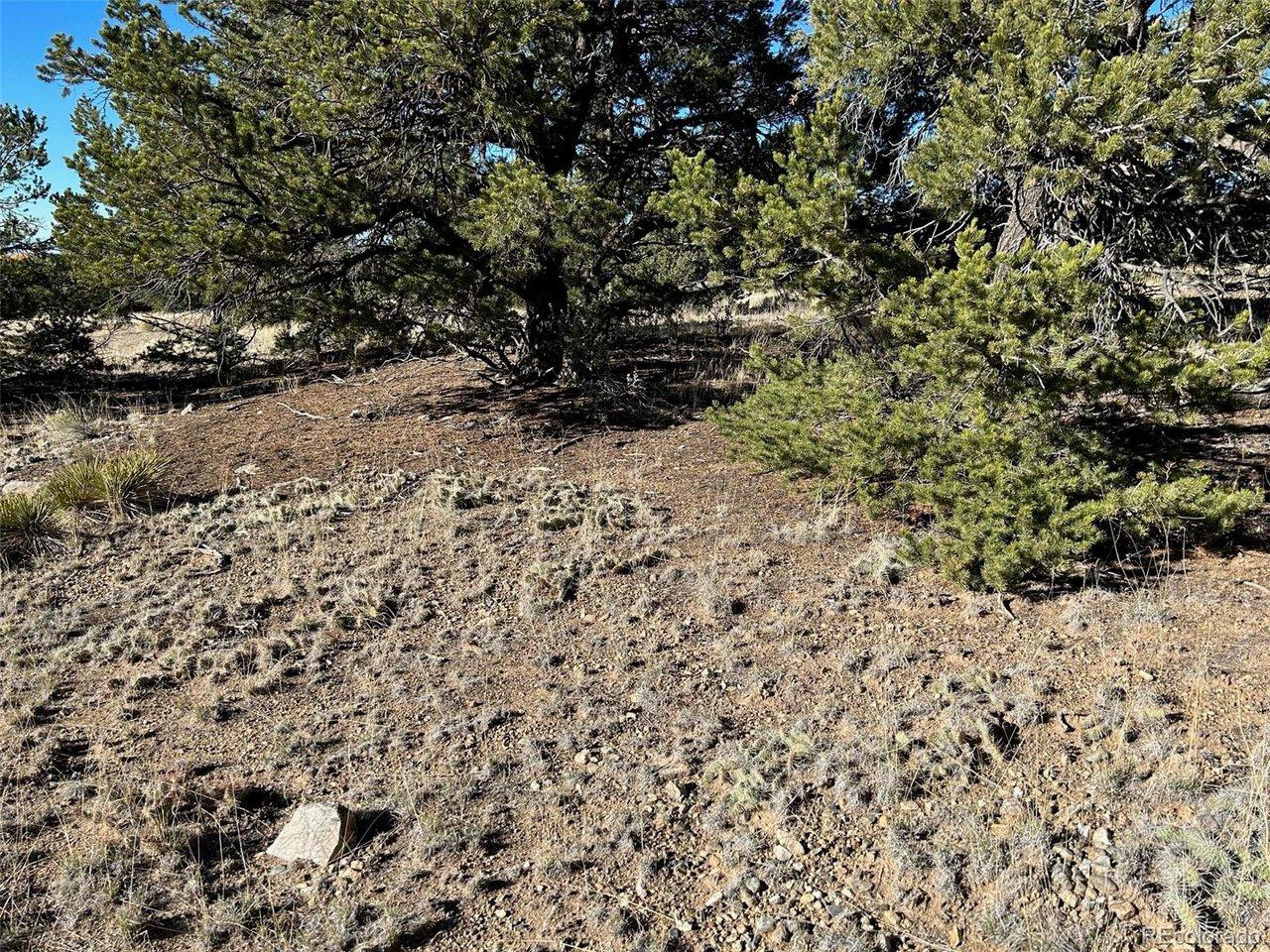 Image 3: Natural vegetation has flowering cactus. Image 3: Natural vegetation has flowering cactus.