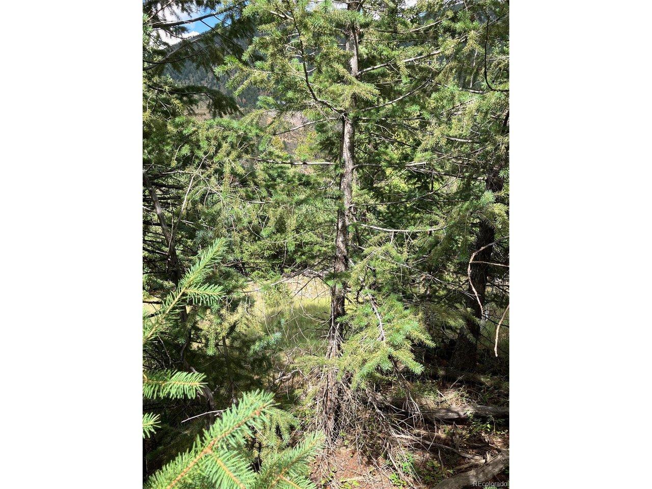 Image 3: Lush Firs Image 3: Lush Firs