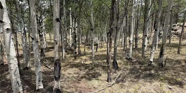 Image 4 Image 4