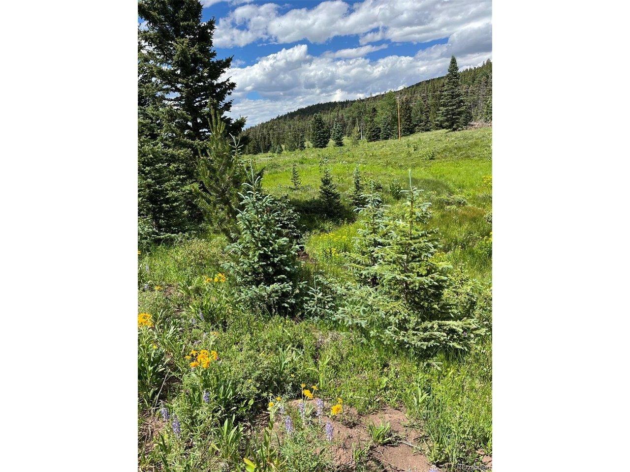Image 1: Meadow in summer colors! Image 1: Meadow in summer colors!