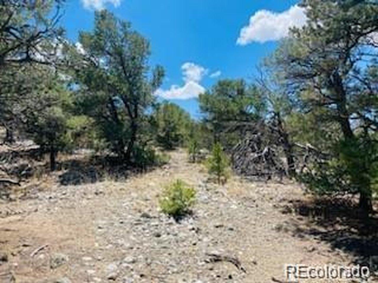 Image 4: Plantation of Pinon Trees.