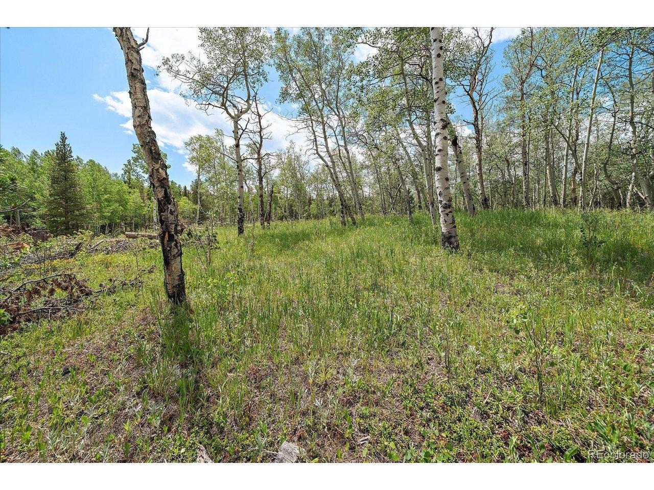 Image 4: Gorgeous aspen grove at potential build site option 1 Image 4: Gorgeous aspen grove at potential build site option 1
