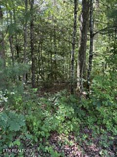 Image 2: IMG_1654