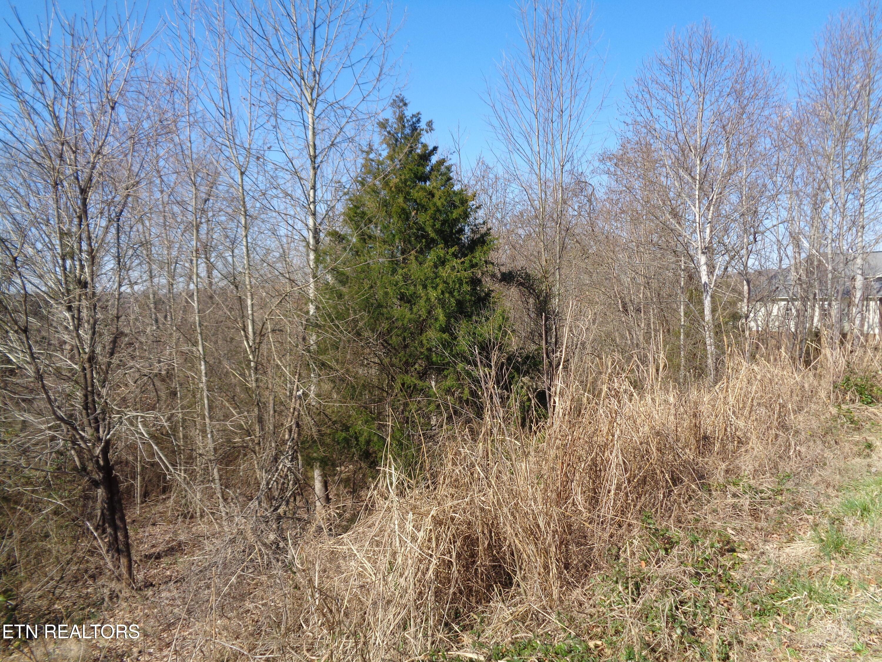 Image 2: DSC00781