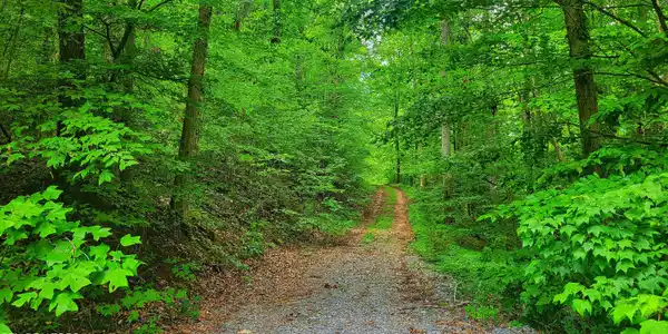 Image 4: ACCESS FROM FORK AT NOVIE WAY
