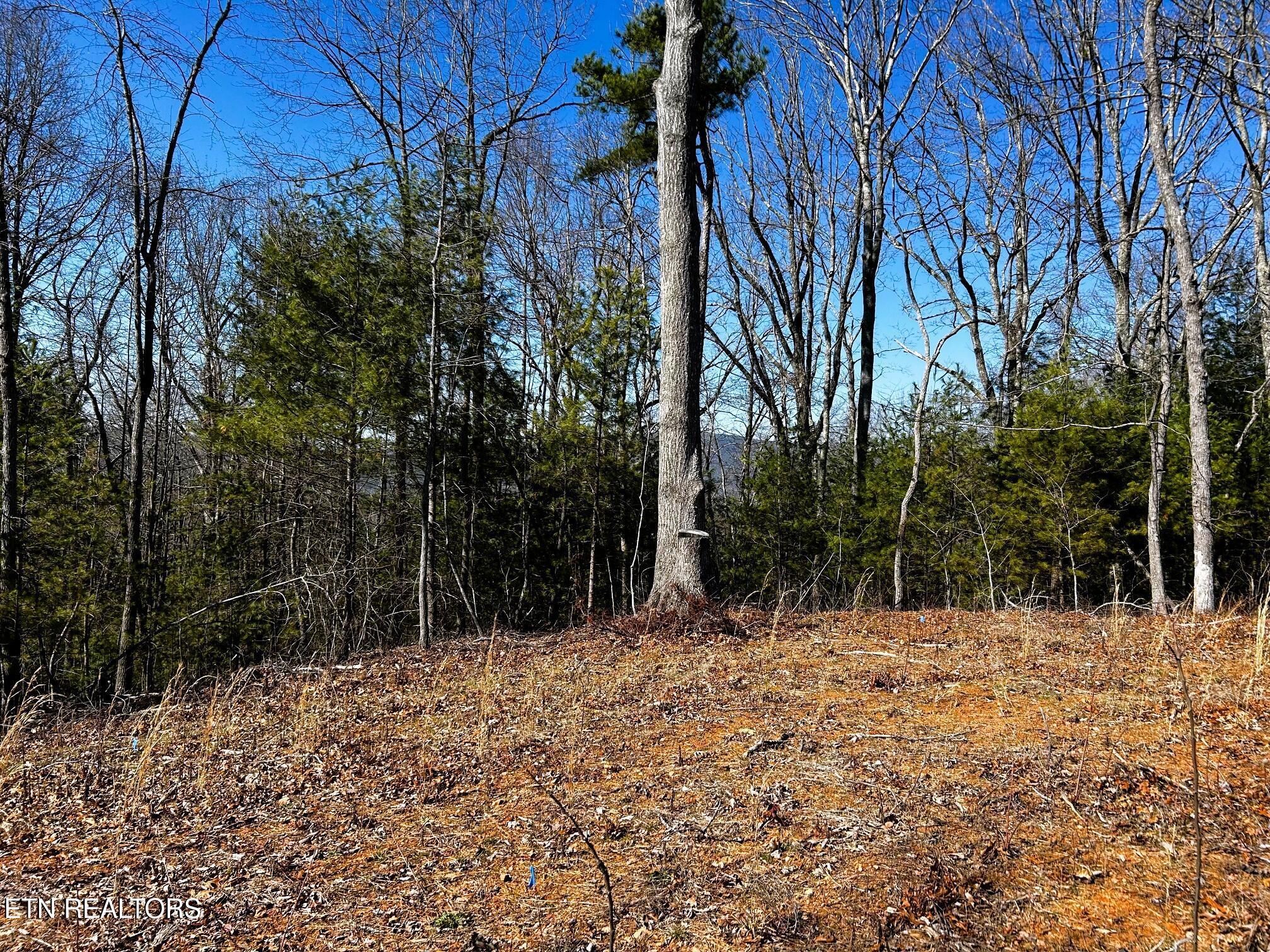 Image 3: chestnut mtn 13
