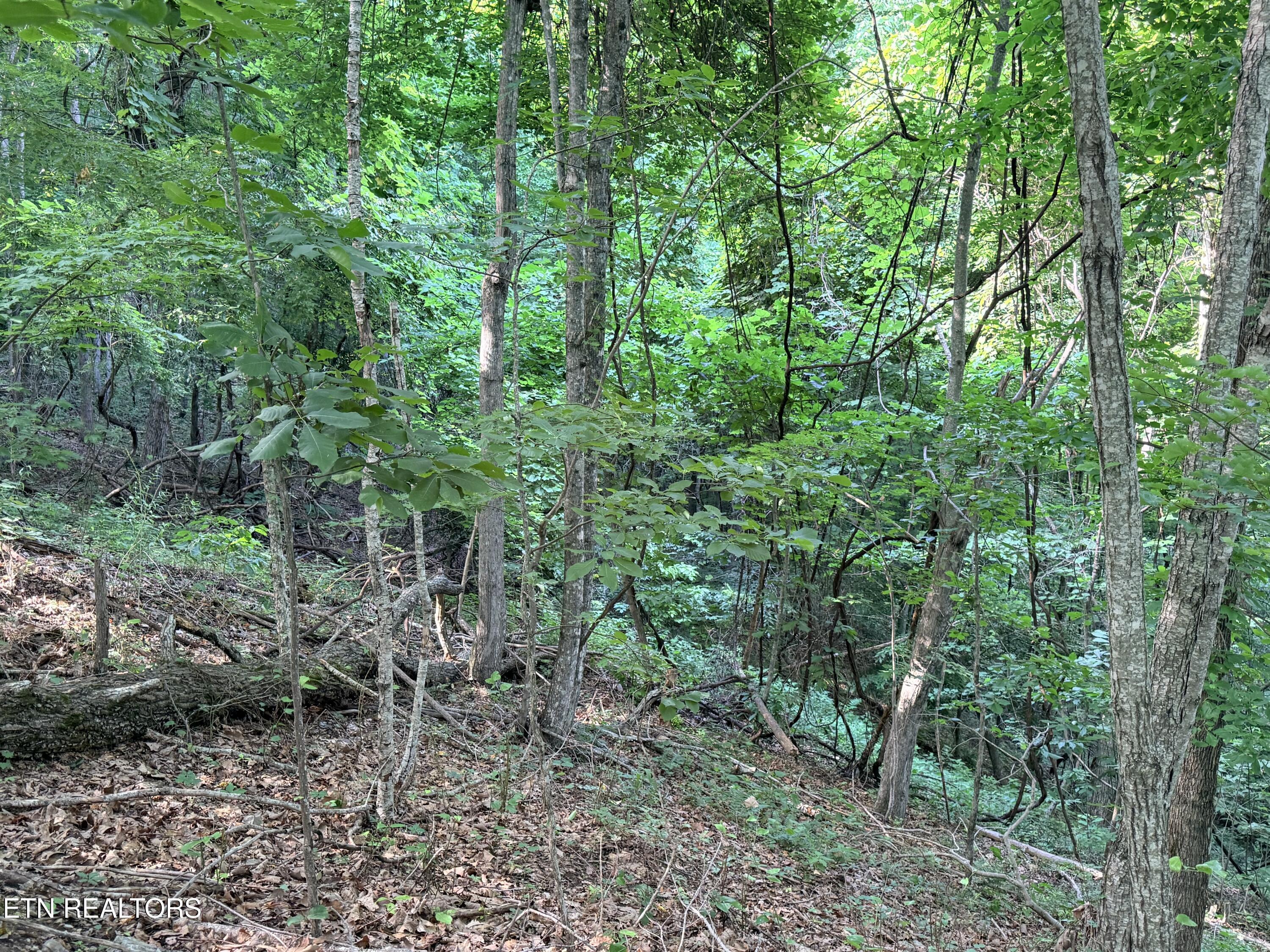 Image 3: Lot 188