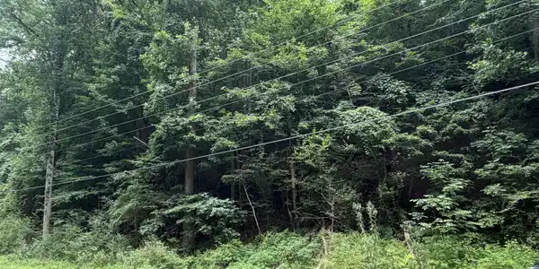 Image 2: IMG_0556