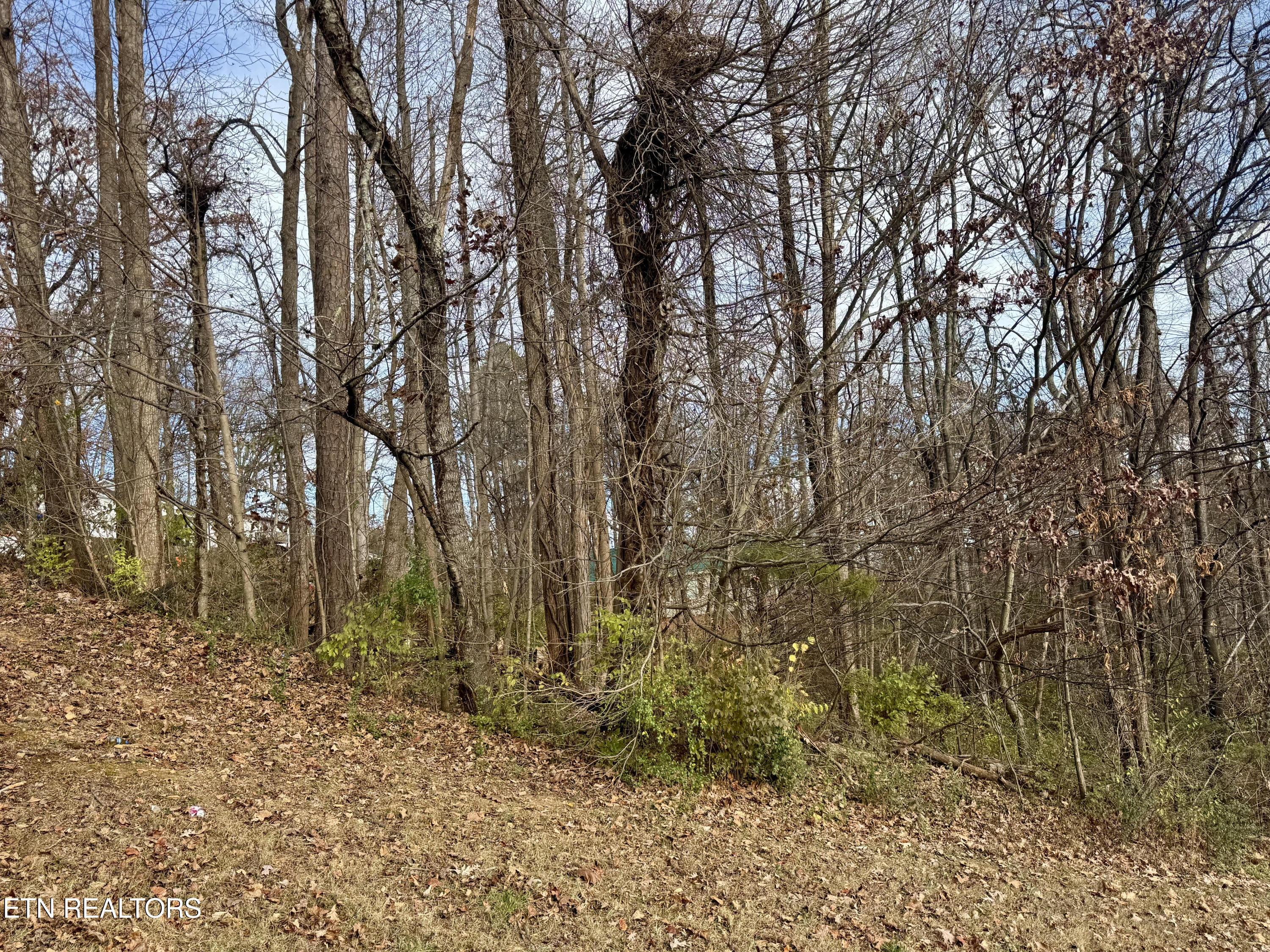 Image 3: sequoyah3
