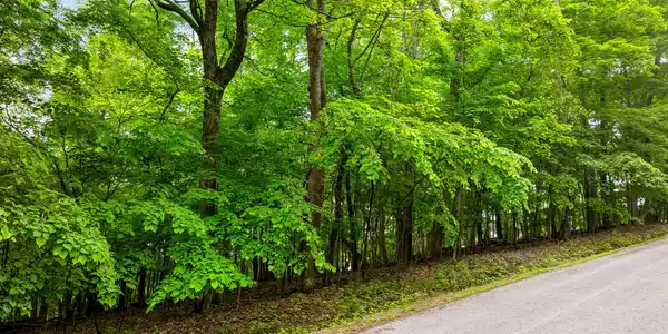 Image 2: running deer trail lot-2