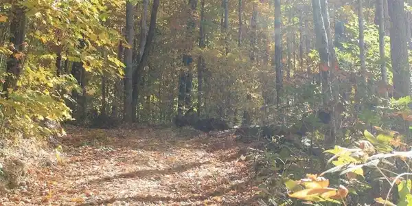 Image 4: lot 34 4