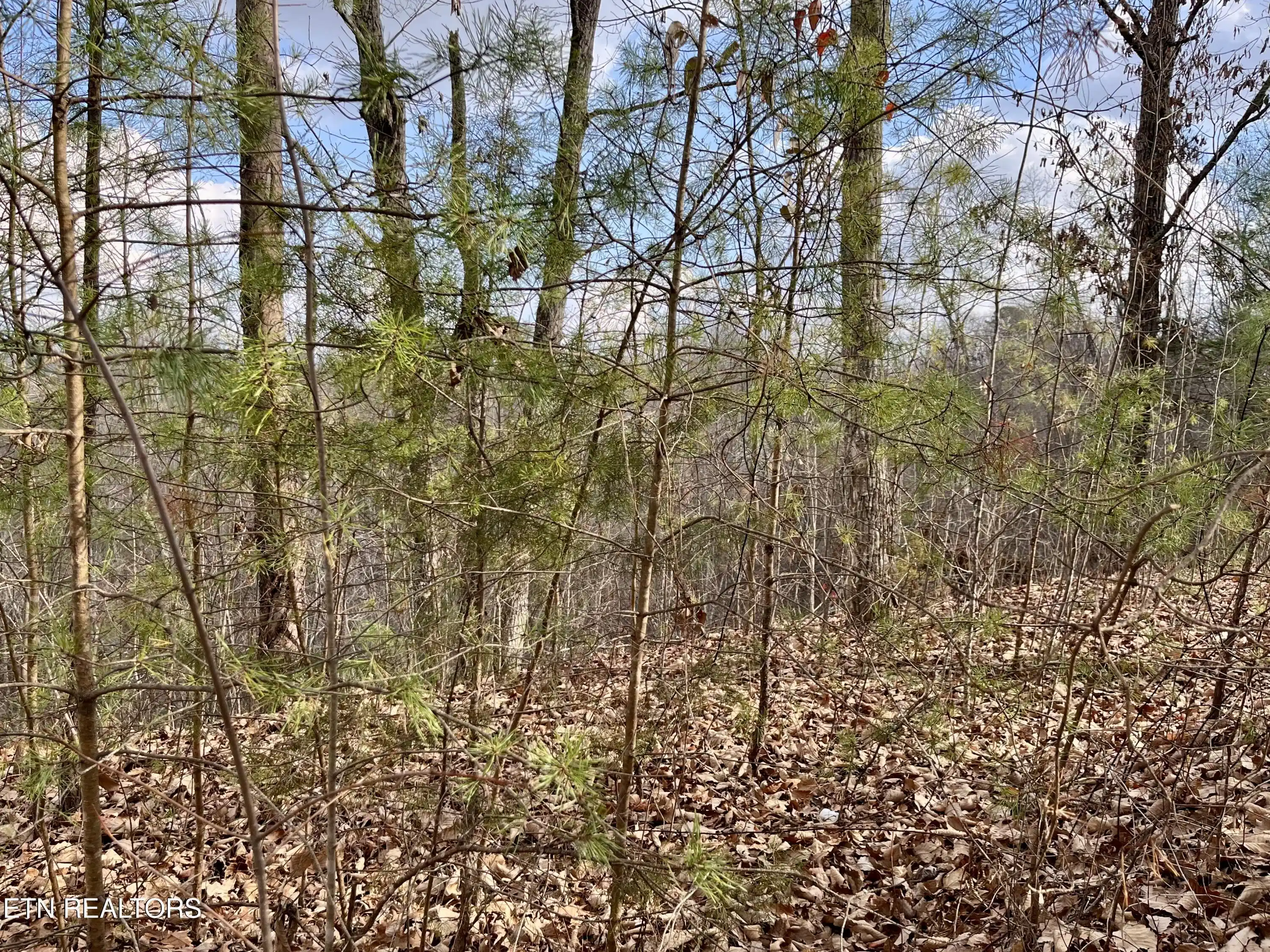 Image 1: Dollys Drive