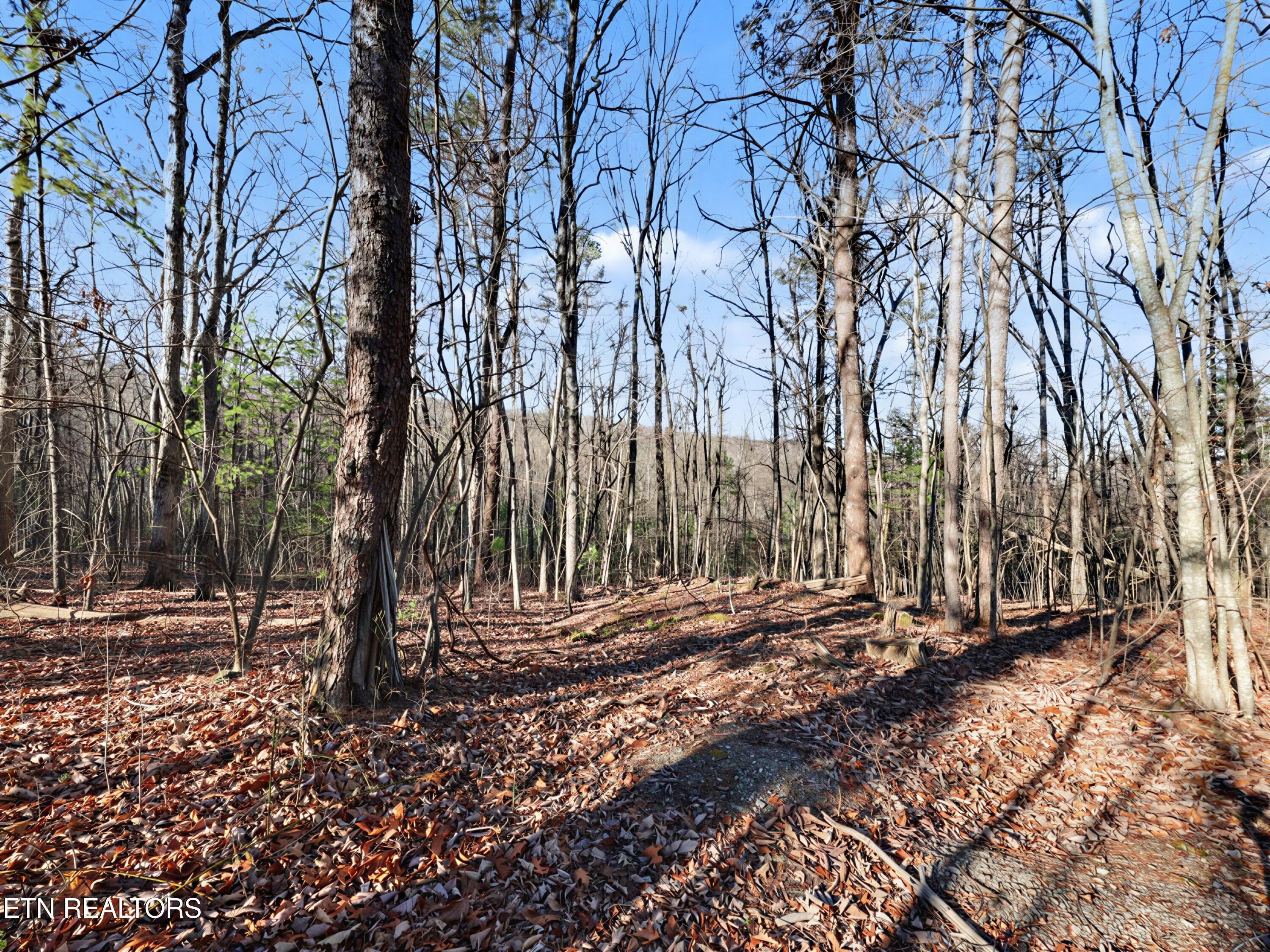 Image 1: Avens Lane