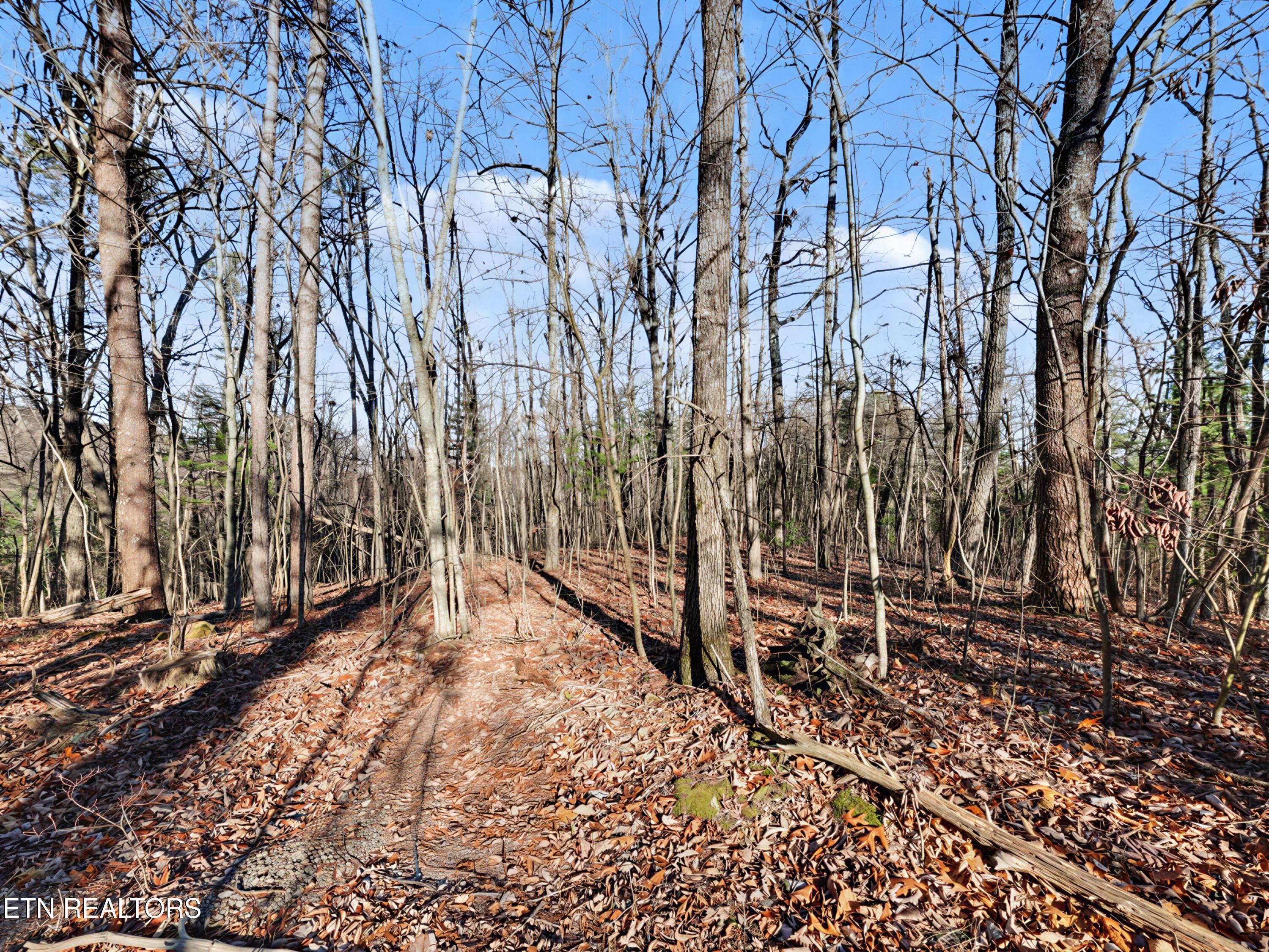Image 2: Avens Lane