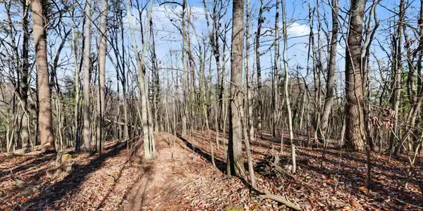 Image 2: Avens Lane