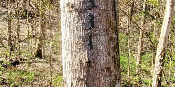 Image 3: 3 Address Tree
