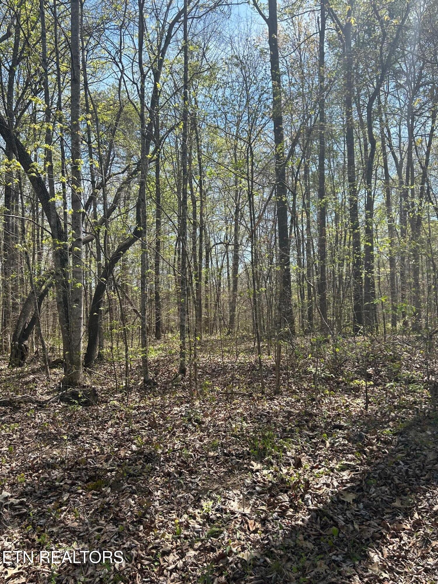 Image 1: IMG_1683 lot 9