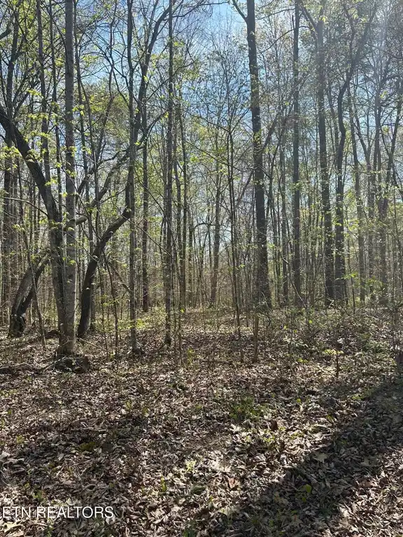 Image 1: IMG_1683 lot 9