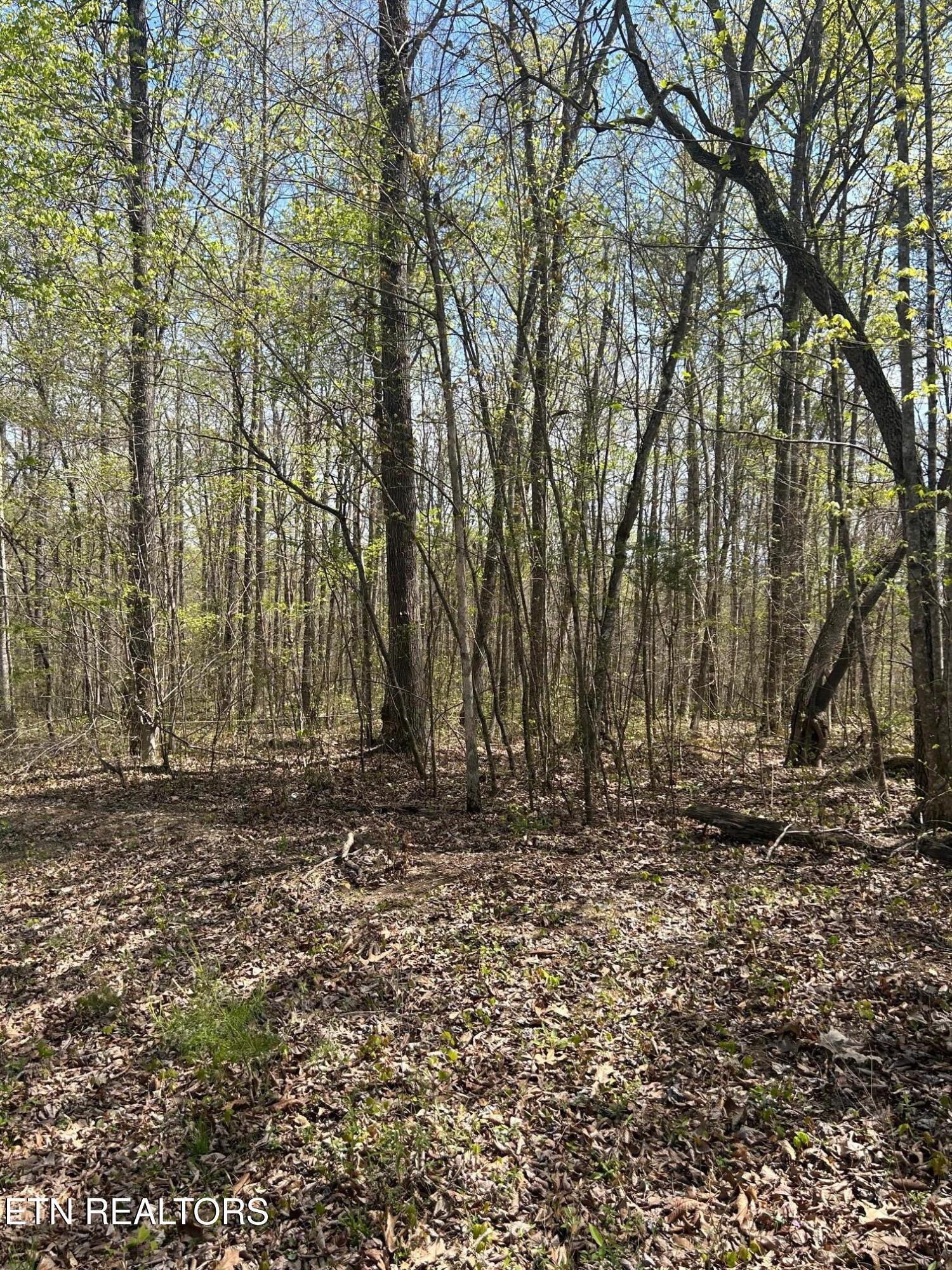 Image 2: IMG_1684 lot 9