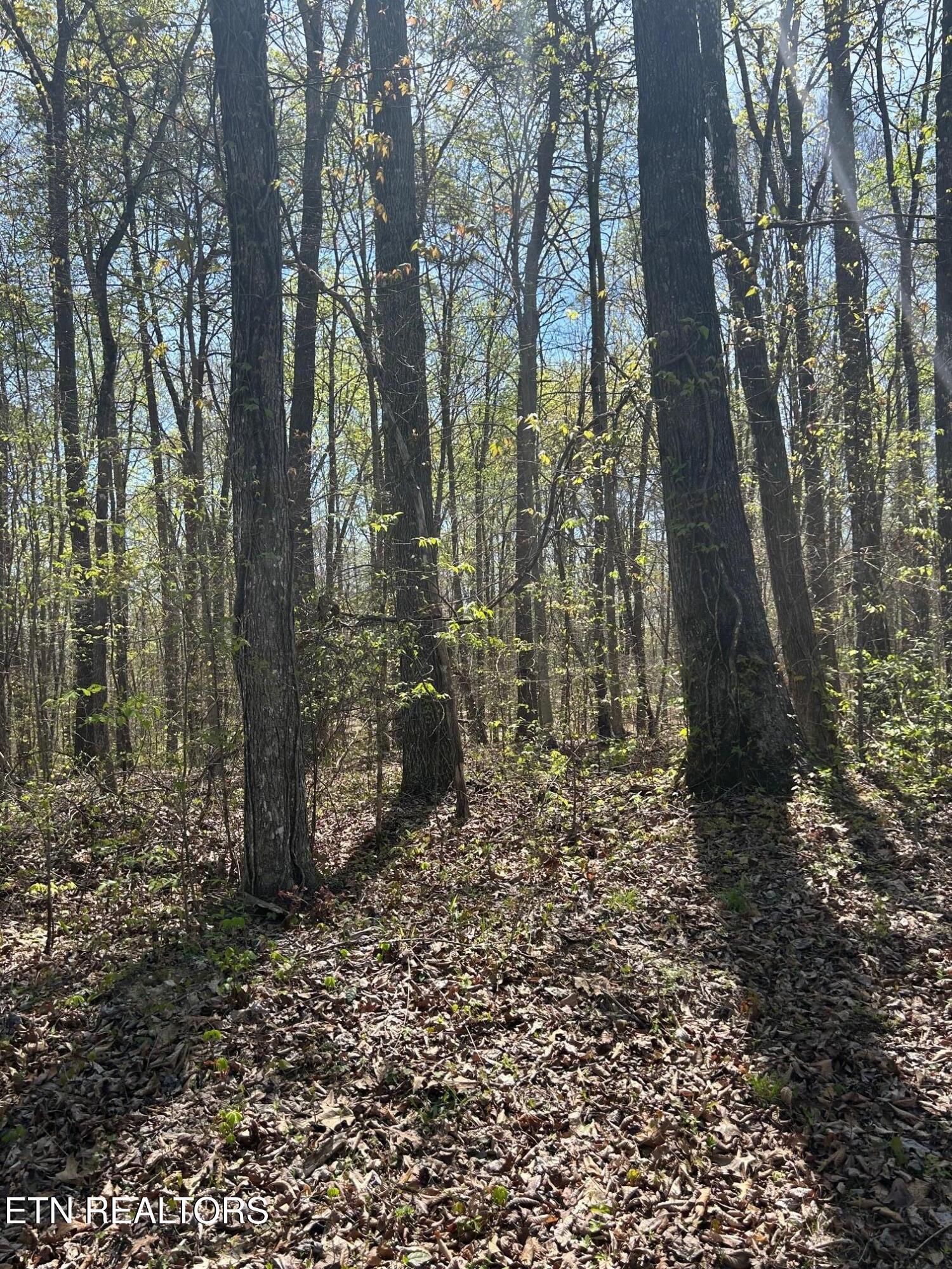 Image 3: IMG_1685 lot 9