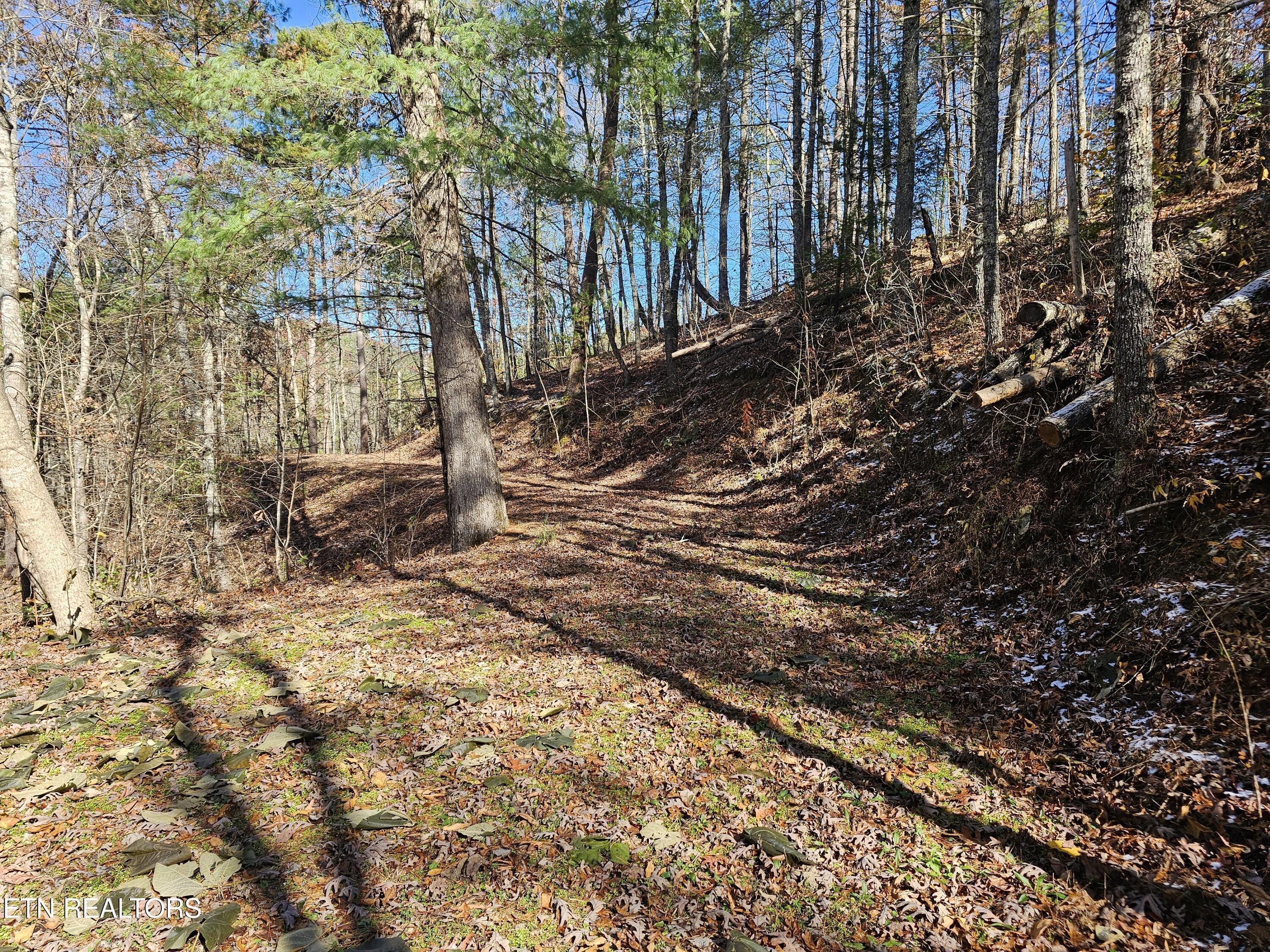 Image 2: Fall pic 1