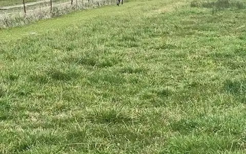 Image 2: BRING YOUR HORSE