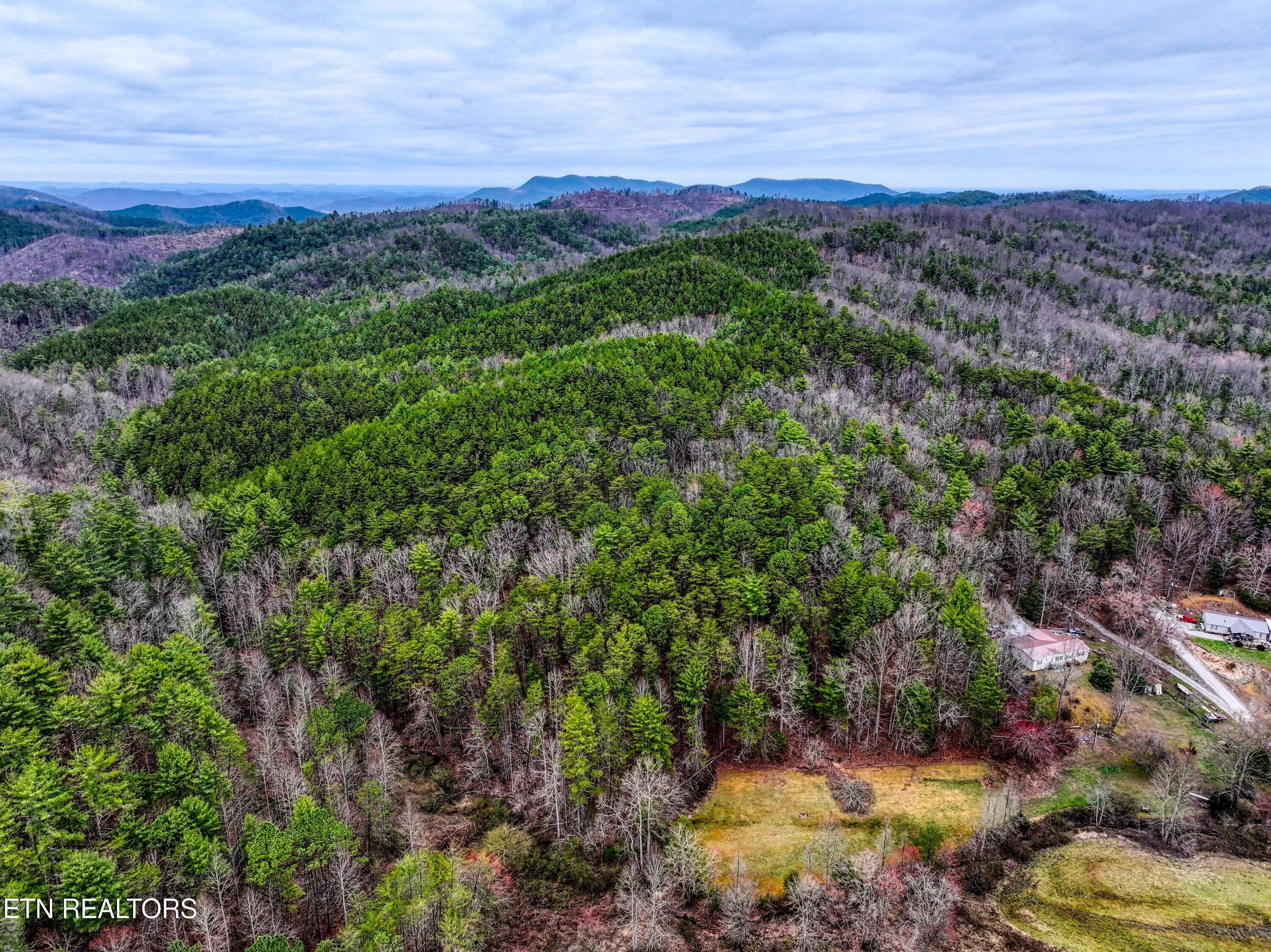 Image 3: TELLICO 2