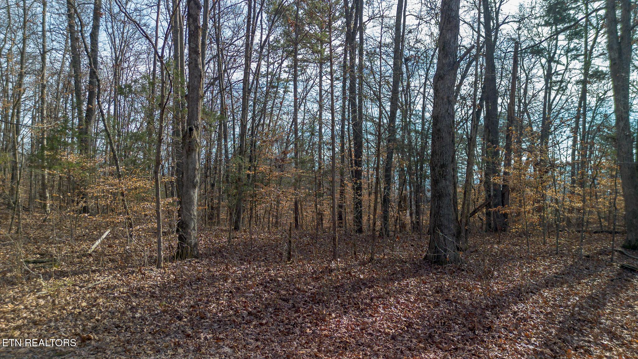 Image 2: DJI_0911