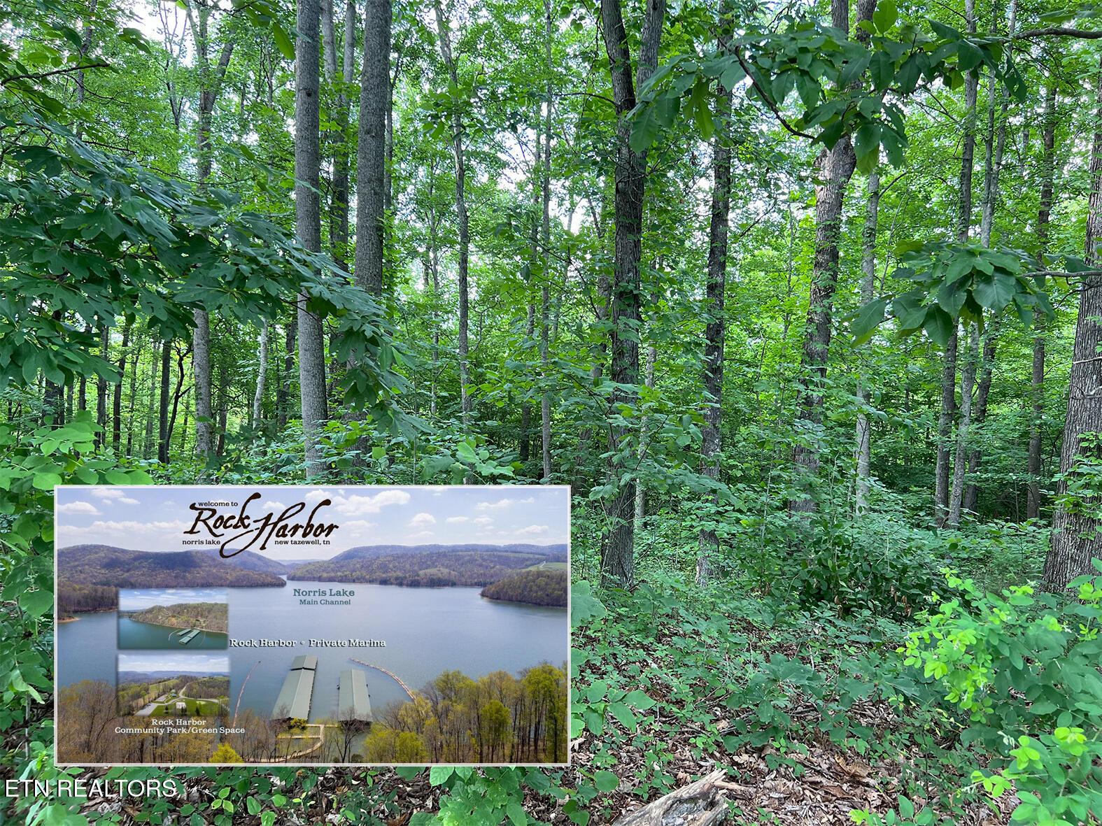 Image 1: L#240 Tanzanite Rock Harbor, Norris Lake