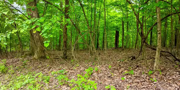 Image 3: running deer trail lot-3