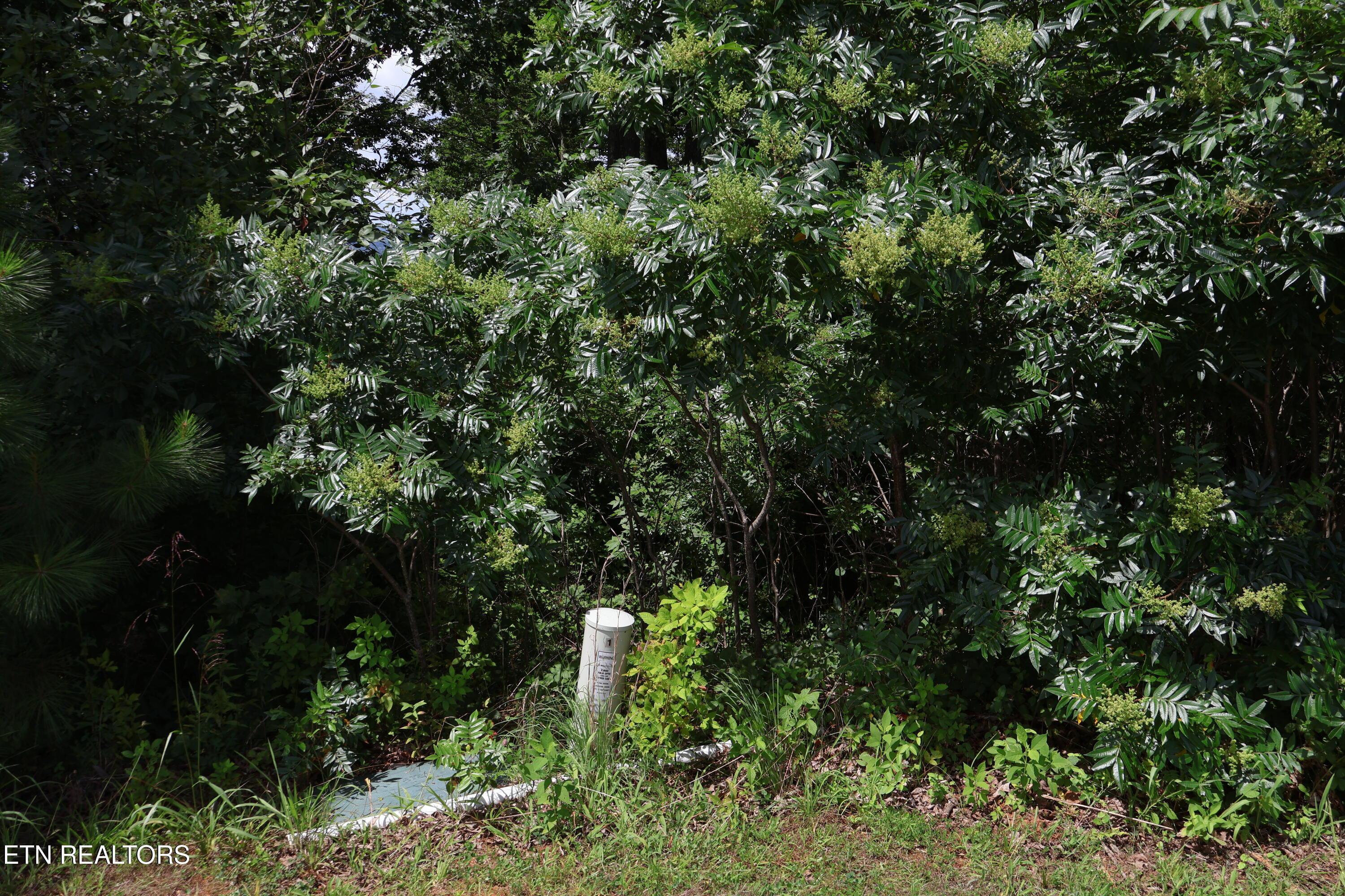 Image 4: IMG_0258