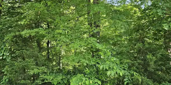 lot 15 Saddleback Way