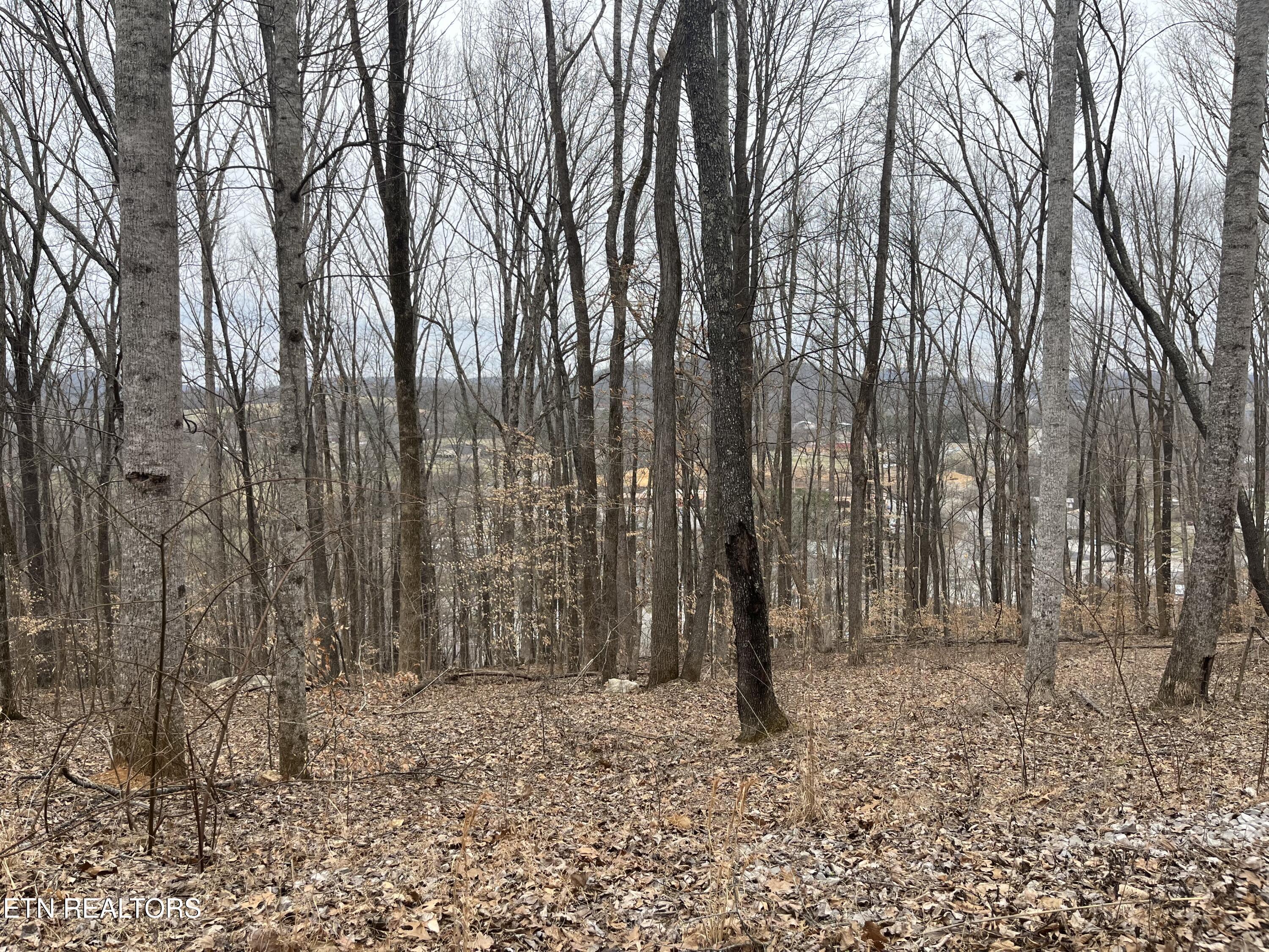 Image 4: IMG_9254