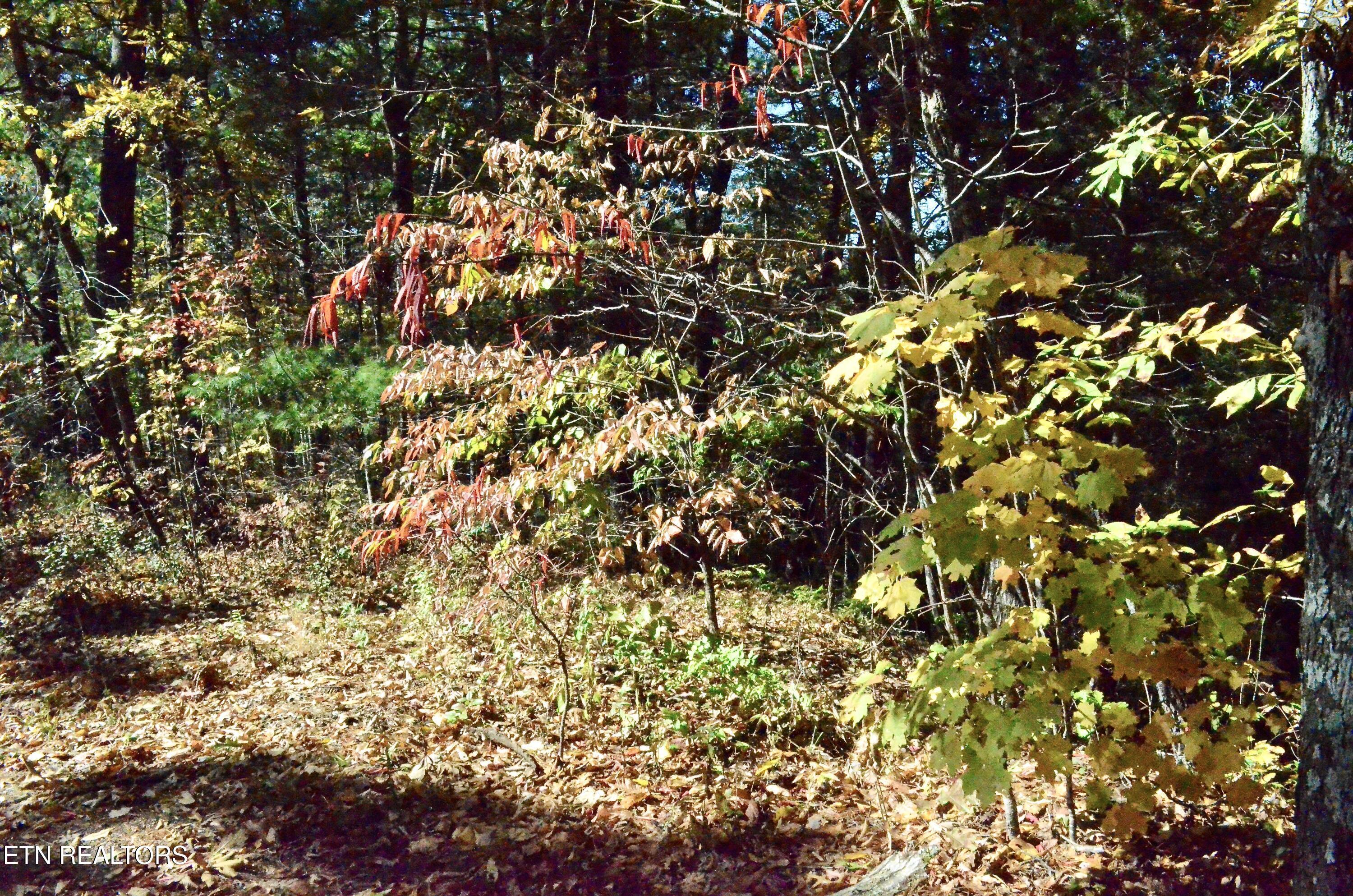 Image 4: DSC_0768