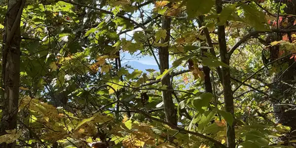 Old Mtn Rd