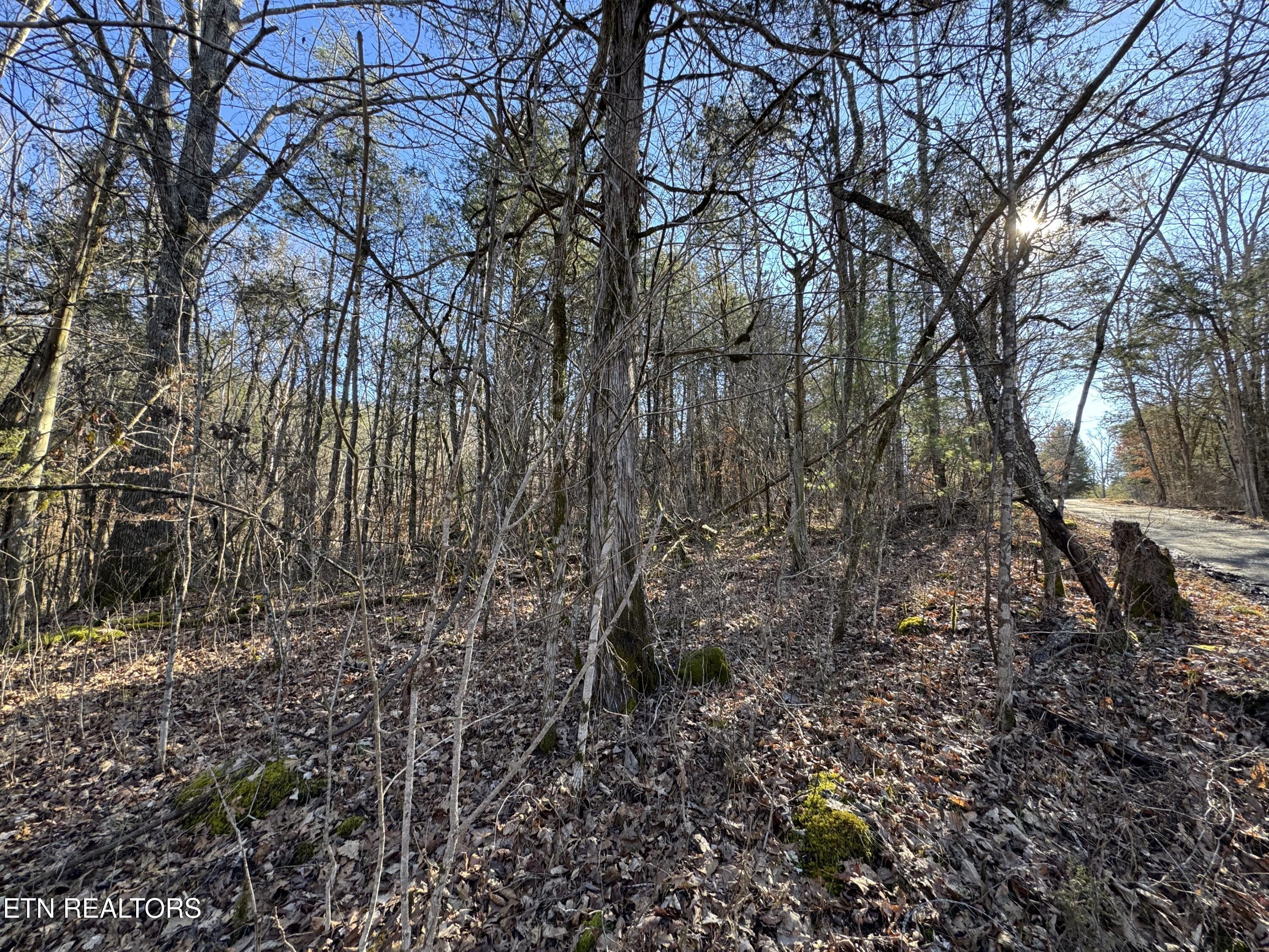 Image 2: IMG_0317
