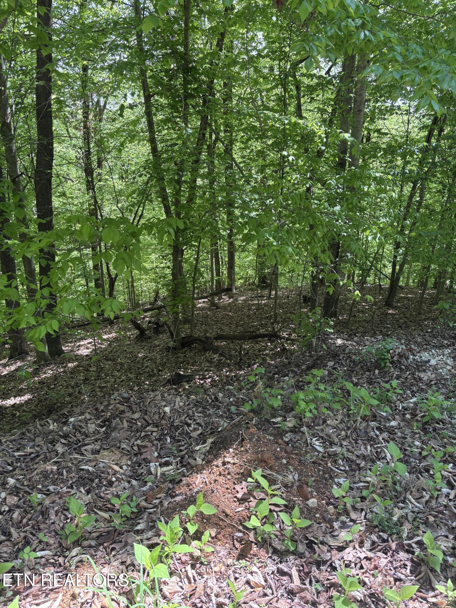 Image 1: IMG_1568