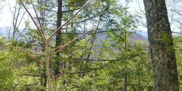 Lots 24&25 Sonshine Ridge Rd