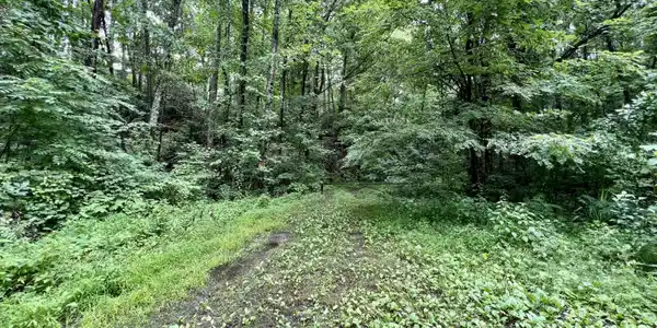 Sycamore St
