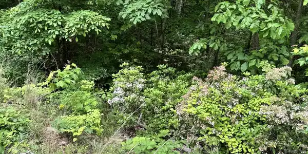 Goose Creek Rd
