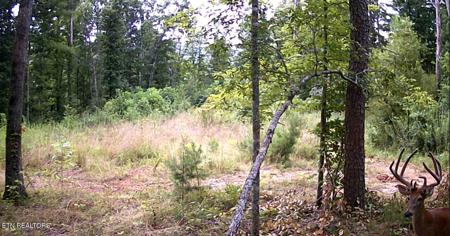 Junaluska Drive
