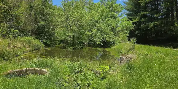 Image 2: Dooley Photo 2
