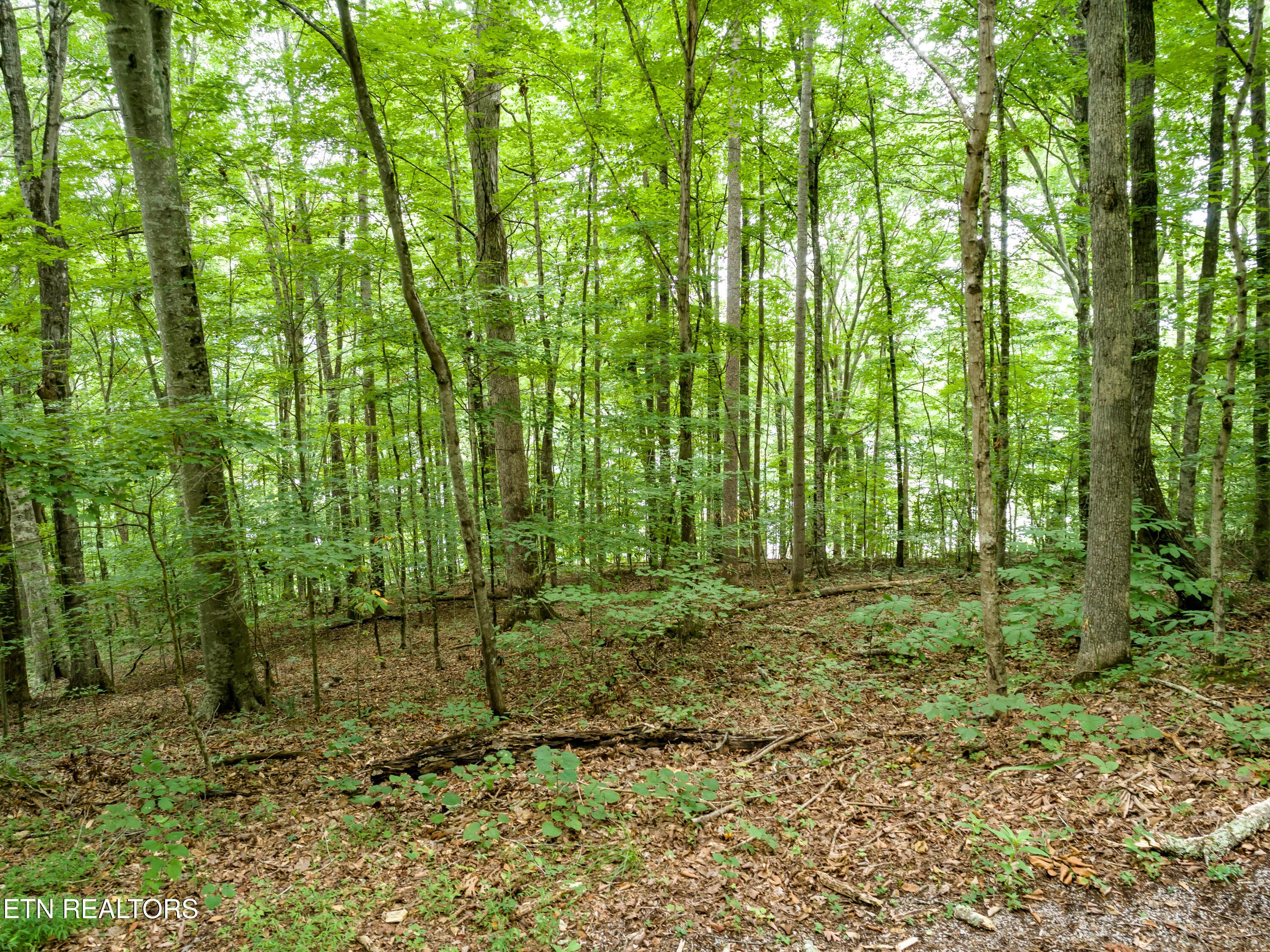 Image 3: lot 17 tumbling run